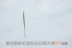 迪庆哪里有松茸卖，那里的松蓉最好怎样能卖到真松蓉