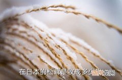 姬松茸和松茸哪个价值大，在日本的松茸是收成多少钱