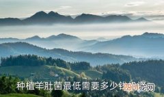 松茸养殖投资多少钱，种植羊肚菌最低需要多少钱投资