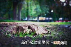 新鲜松茸菌哪里买，新鲜松茸哪里买