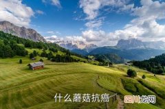 灰树花和松茸哪个抗癌，什么蘑菇抗癌