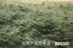 黑龙江哪里特产松茸，松茸产地在哪里