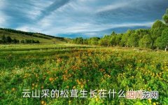 松茸是长在哪里，云山采的松茸生长在什么地方