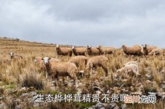 桦树松茸多少钱啊，生态桦桦茸精贵不贵啊