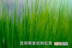 昆明哪里有松茸卖，昆明哪里收购松茸