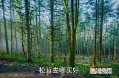 清镇哪里可以买到松茸，松茸去哪买好