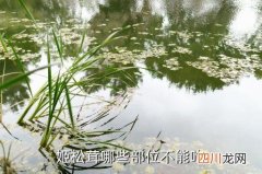 松茸菌哪些部位不能吃，姬松茸哪些部位不能吃