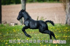 鹅蛋菌和松茸哪个好吃，姬松茸和鸡腿菇哪个味道更好