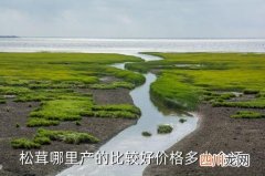 松茸菌正宗哪里的，松茸哪里产的比较好价格多少合适