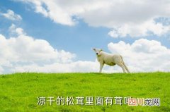 小森中松茸在哪个区域，凉干的松茸里面有茸吗