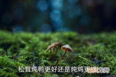 松茸和卤鸭脚哪个好吃，松茸炖鸭更好还是炖鸡更好