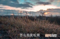 如何用松茸泡水，怎么泡发松茸