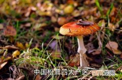四川哪里有松茸，中国松茸四大产区