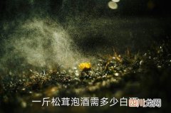 松茸泡酒1斤松茸泡多少酒，一斤松茸泡酒需多少白酒