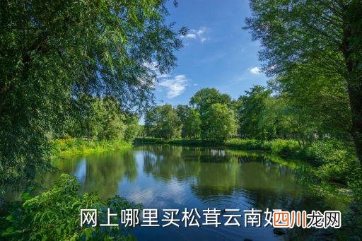 云南哪里收姬松茸，网上哪里买松茸云南好