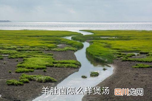 羊肚菌和什么煲汤可以健脾，羊肚菌怎么样煲汤