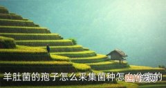 羊肚菌的孢子在哪个部位，怎样收集羊肚菌孢子和母种提纯