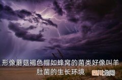 羊肚菌哪里比较多，形像蘑菇褐色帽如蜂窝的菌类好像叫羊肚菌的生长环境