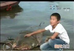 达氏鳇鱼 黑龙江渔民发现巨型达氏鳇鱼
