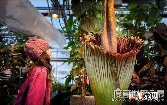 鬼吹灯中尸香魔芋花竟真的存在，是世界上最臭的花