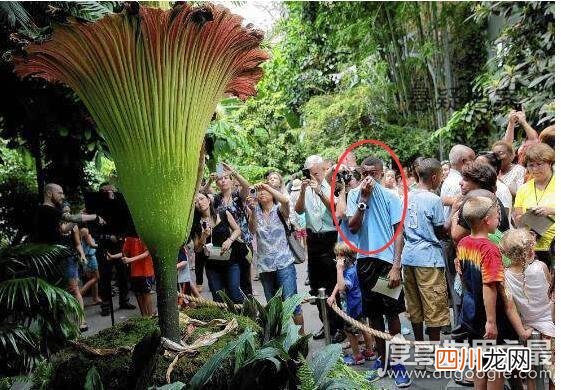 鬼吹灯中尸香魔芋花竟真的存在，是世界上最臭的花