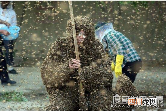 被109万只蜜蜂蛰身破吉尼斯世界纪录 中国泰山蜂王，高丙国