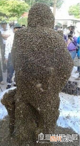 被109万只蜜蜂蛰身破吉尼斯世界纪录 中国泰山蜂王，高丙国