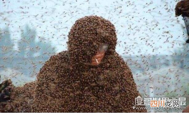 被109万只蜜蜂蛰身破吉尼斯世界纪录 中国泰山蜂王，高丙国