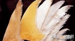 有钱人的美食 中国四大海味，鱼翅/鲍鱼/鱼肚/海参