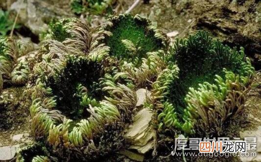神奇的九死还魂草，枯萎了遇水就能重新复活