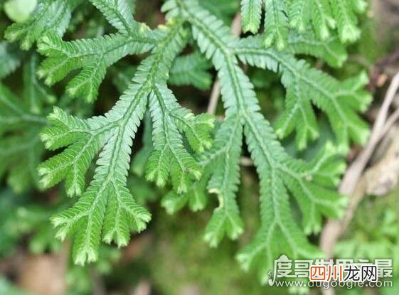 神奇的九死还魂草，枯萎了遇水就能重新复活