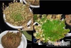 神奇的九死还魂草，枯萎了遇水就能重新复活