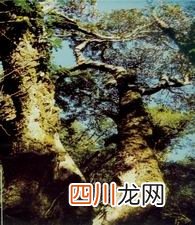 世界最大的杜鹃花树-腾冲杜鹃花树