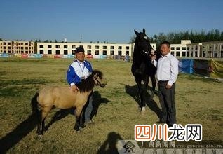 中国最矮的马 百色矮马
