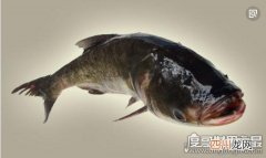 中国四大淡水家鱼，鱼质鲜嫩营养价值高