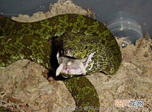 世界最贵的毒蛇 莽山烙铁头蛇被称蛇中熊猫价值百万