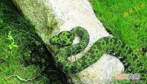 世界最贵的毒蛇 莽山烙铁头蛇被称蛇中熊猫价值百万