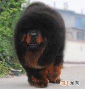 父母乃千万名獒 中国第一獒惊天兽，藏獒中的富二代
