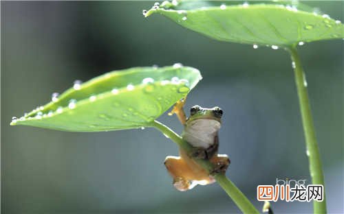 世界上最高的狗2.1米 年仅2岁每晚8杯狗粮