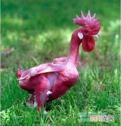 无毛鸡是什么品种?无毛鸡在中国有吗?