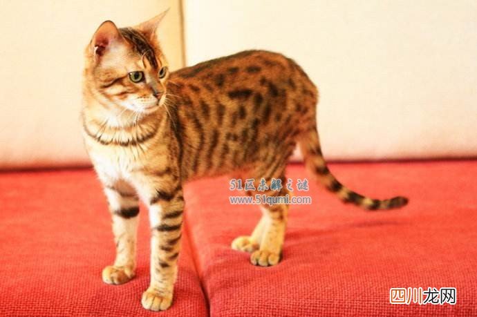 世界上寿命最长的猫排行 最长的猫39岁相当于人类172岁