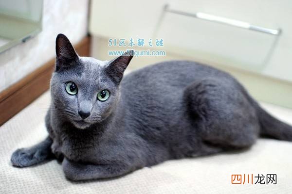 世界上寿命最长的猫排行 最长的猫39岁相当于人类172岁