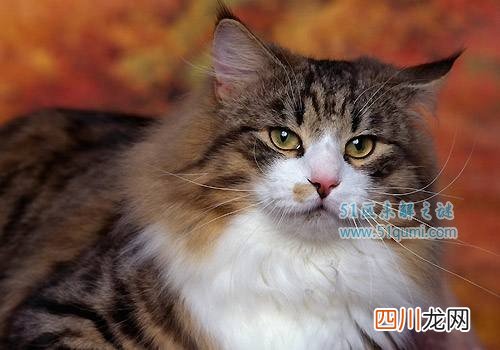 世界上寿命最长的猫排行 最长的猫39岁相当于人类172岁