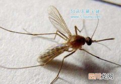 世界现存最大蚊子:华丽巨蚊 华丽巨蚊会吸食人血吗?
