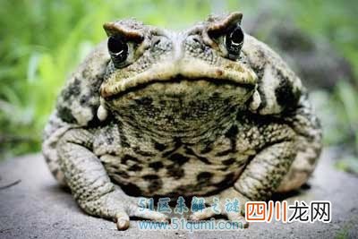 甘蔗蟾蜍体长超过50厘米重达一千克 入侵澳大利亚引发危机