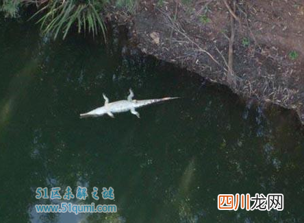 甘蔗蟾蜍体长超过50厘米重达一千克 入侵澳大利亚引发危机