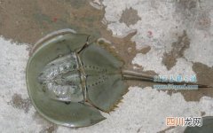 圆尾鲎有毒吗?圆尾鲎与中华鲎有什么区别?