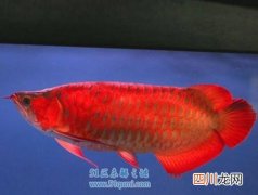 世界最贵的鱼是什么?血红龙鱼高达500万?一筷子几十万?