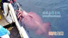 大王酸浆鱿:世界最大的鱿鱼 大王酸浆鱿VS大王乌贼谁厉害?