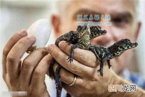 世界上最小的鳄鱼：非洲侏儒鳄，成年人可以一手抓四条